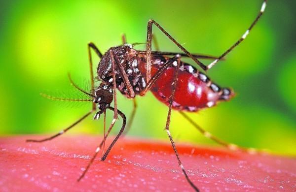 Fêmea do mosquito Aedes aegypti pode botar 300 ovos em 30 dias (Divulgação)