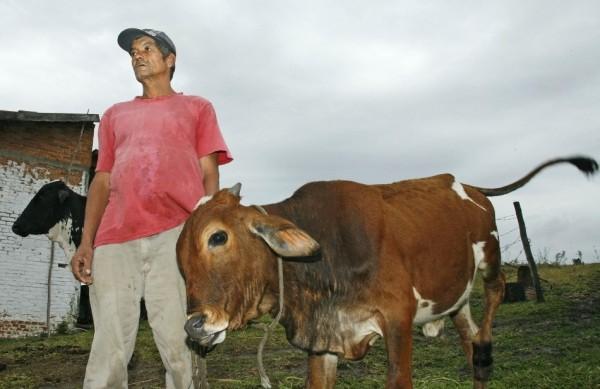 O agricultor José Santiago Silva e o bezerro: recompensa ( Christiano Diehl Neto)