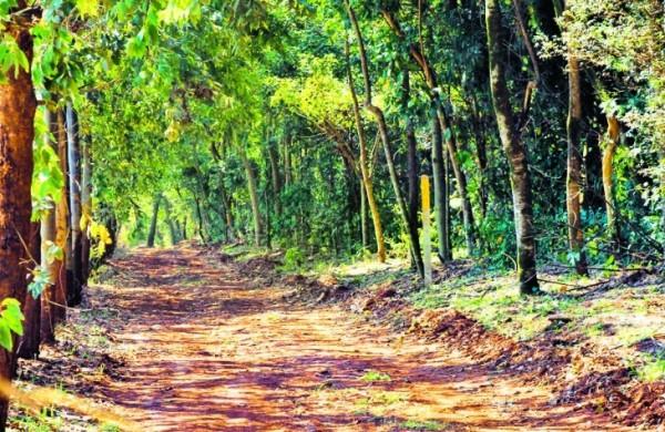 Interior da Mata de Santa Genebra, em Campinas (Janaína Maciel/Especial para a AAN)