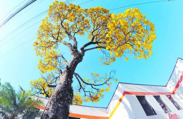 Ipê amarelo na avenida Piracicamirim tem cerca de 30 anos (Antonio Trivelin/AAN)