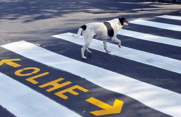 Cachorro repeita os princípio de trânsito, atravessando na faixa de pedestre (César Rodrigues/AAN )