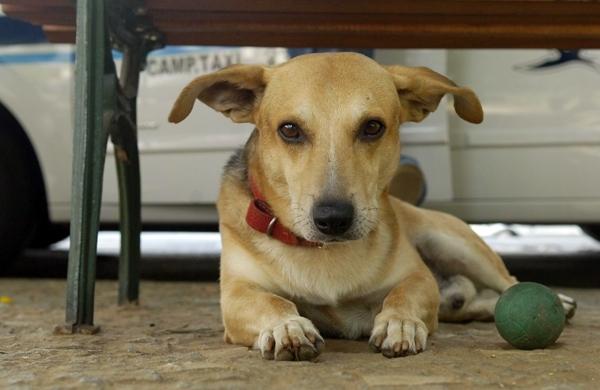 Bob virou mascote da causa pelo cão comunitário na cidade ( Cedoc/RAC)
