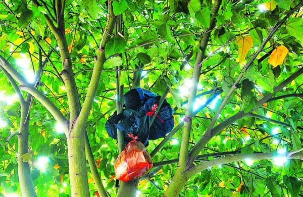 Mochila e sacola com pertences de morador de rua pendurados em árvore atrás da Catedral Metropolitana ( Dominique Torquato/AAN)