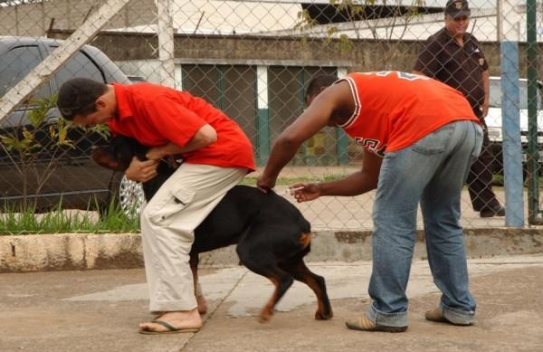 Animais devem ser vacinados contra a raiva neste sábado (Cedoc/RAC)