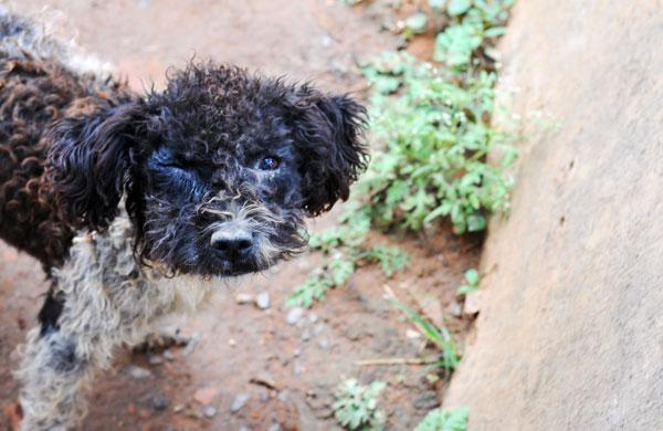 Cão dá uma piscada para foto (Dominique Torquato/AAN)