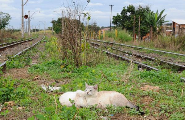 Gatos na linha do trem no Jardim Renascença II (Érica Dezonne/AAN)