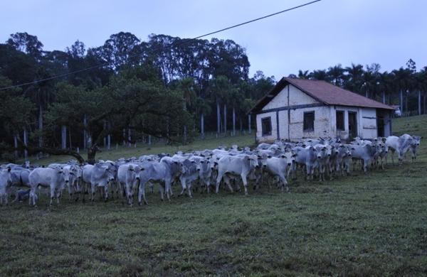 Região do Pico das Cabras, em Joaquim Egidio, nas primeiras horas da manhã desta quarta (24) ( Carlos Sousa Ramos/AAN)