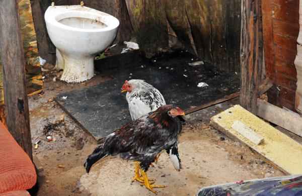 Dia de frio, aves se encolhem (Dominique Torquato/AAN)