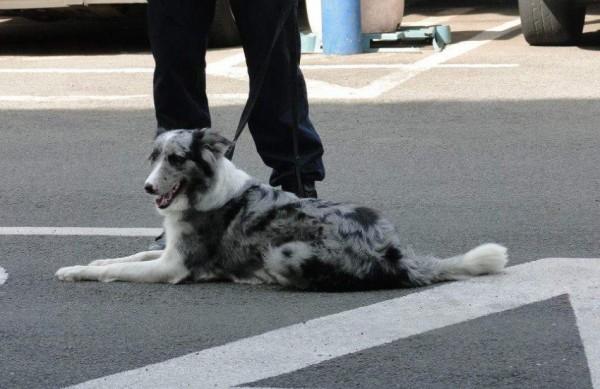 A cadela Lua, da raça Border Collie, tem cerca de quatro anos (Divulgação)