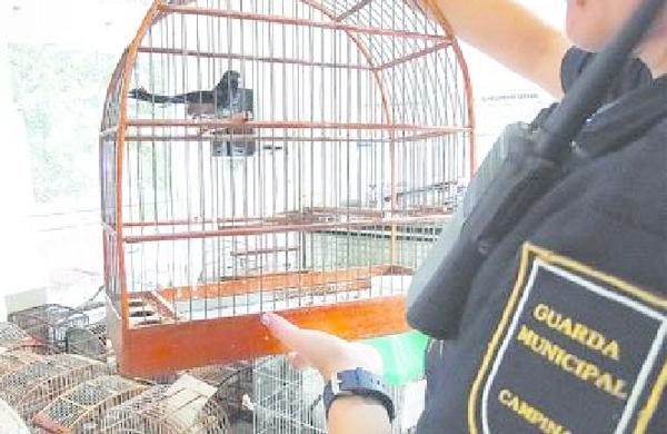 Guarda mostra um dos pássaros apreendidos, em sala forrada de gaiolas, no Jardim São Marcos: responsável foi autuado por crimes de tráfico de animais e maus-tratos e depois liberado (Divulgação)