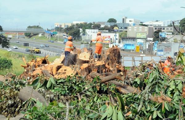 Operários com motosserras e machados cortam o que ainda sobra da antiga figueira, de dez metros de diâmetro e seis de altura, que era referência às margens da D. Pedro ( Edu Fortes/ AAN)