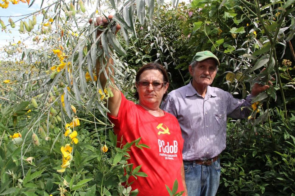 Seo José e a mulher Luzia Aparecida Ferracioli na lavoura de crotalária (Hugo Leonardo)