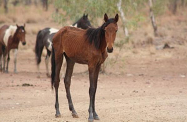 Cavalo selvagem da Austrália sofre com sede e fome (France Press)