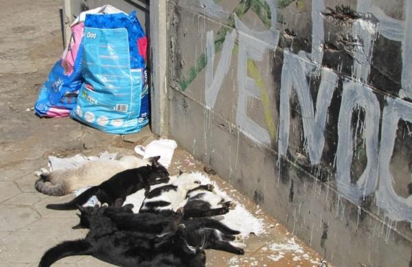 Gatos mortos passaram o dia na calçada: atitude chamou a atenção da vizinhança (Adriel Arvolea/Jornal Cidade de Rio Claro)