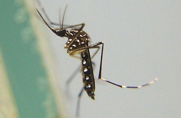 O mosquito Aedes aegypti, transmissor do vírus da dengue (Cedoc/RAC)