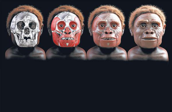 Imagens de hominídeo que estão sendo mostradas na exposição Faces da Evolução, em Curitiba (Divulgação)