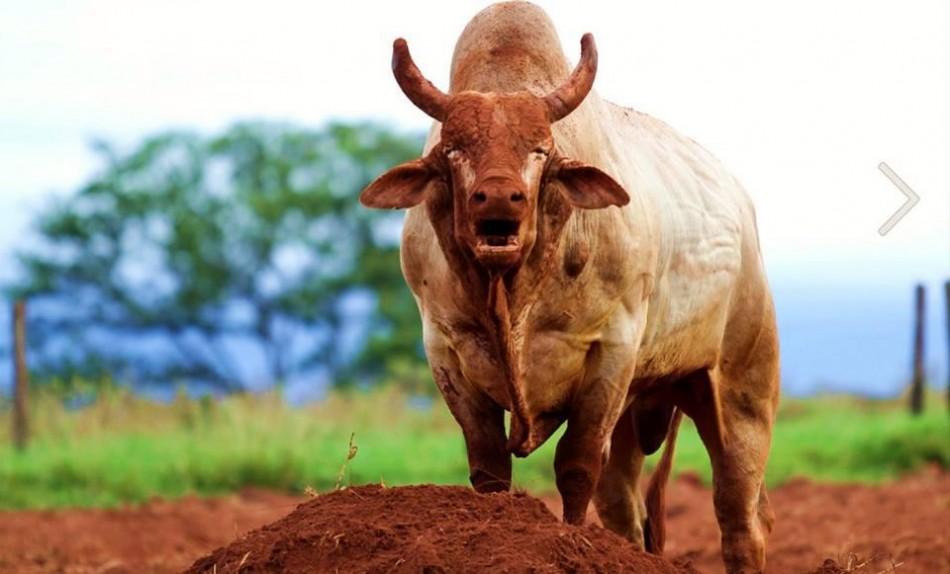 O touro Agressivo está machucado e não vai ser aproveitado em Jaguariúna (Divulgação)