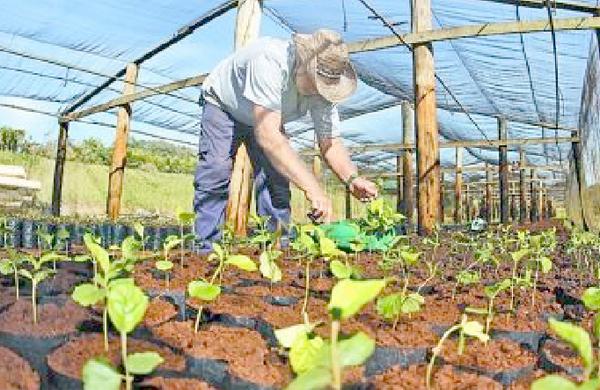 Plantadas em vasos, as mudas permanecem na estufa antes de serem levadas para um espaço ao ar lvire (Del Rodrigues)