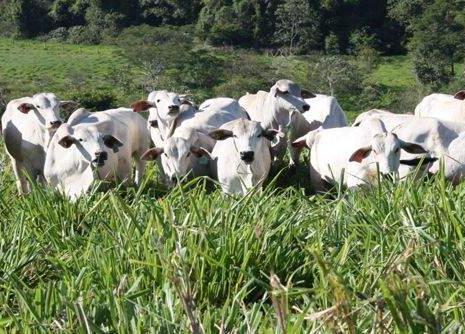 Região de Araçatuba sente os prejuízos com a desvalorização da arroba do boi (Divulgação)