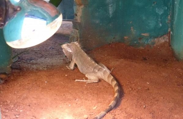 Iguana se protege do frio sob lâmpada que emite calor (Luís Fernando Manzoli/AAN)