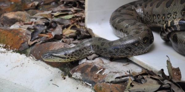 Dez cobras norte americanas resgatadas em sítio de João Pessoa serão  transferidas para zoo, Paraíba