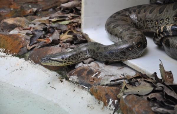 Espécie de sucuri-verde está entre as maiores cobras do mundo (Divulgação)