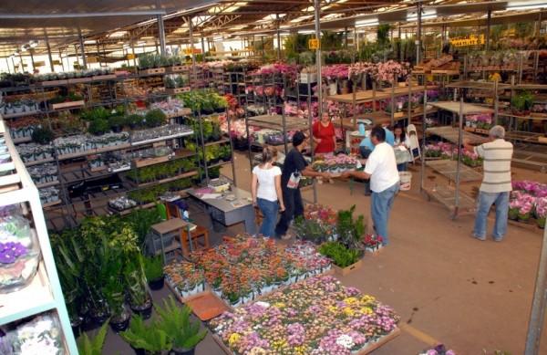 Pessoas circulam no Mercado de Flores da Ceasa (Divulgação Ceasa)